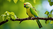 Ring-necked Parakeet Sits On A Branch, Nature Photo