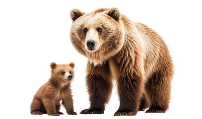 Wall Mural - Large brown bear and cute bear cub, cut out