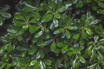 Wall Mural - natural green leaf for nature background. Shrub tree.Natural background.Green tree. boxwood shrub, evergreen plant, close-up. Tropical plant. Greenery background.