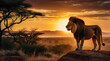 African landscape at sunset with silhouette of a big adult lion