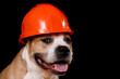 A picture of a brown and white dog wearing a hard hat. This image can be used to represent safety, construction, or working animals.