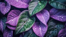  A Bunch Of Purple Leaves With Water Droplets On Them And Green Leaves.  Generative Ai