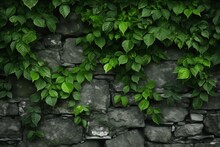 Gray Stone Bricks Wall With Ivy Covered. Castle Old Medieval Rock Block Wall. Green Leaves Concrete Texture Background
