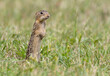 thirteen-lined ground squirrel standing in  grass