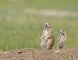 Adult and juvenile prairie dog standing at burrow