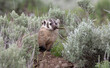 American badger with stick