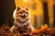 A Pomeranian dog sits in an autumn forest in a sweater