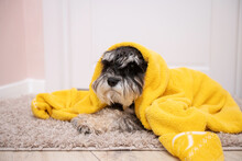 A Black And Silver Schnauzer Is Lying On The Carpet Under A Towel