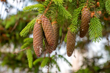 A young red fir cone on green branches on a green background with resin