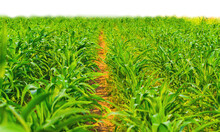 Path Way Trough Unripe Corn Field