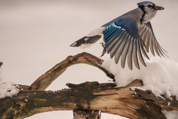 Wall Mural - Blue Jay flying off a branch