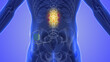Spinal cord stimulation medical concept	