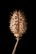 Close-up of dried datura seed against a black background