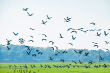 Grey Heron (Ardea Cinerea). Flock Of Birds On Green Field