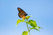 Beautiful Monarch butterfly feeding on flowers isolated in the blue sky