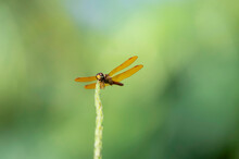 Fragile Orange Dragonfly With Translucent Wings With Green Background