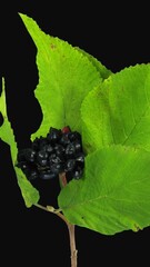 Wall Mural - Time lapse of drying green Viburnum shrub leaves and black berries with ALPHA transparency channel isolated on black background, vertical orientation