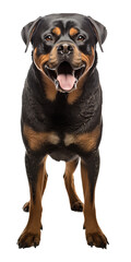 Wall Mural - Rottweiler dog isolated from background