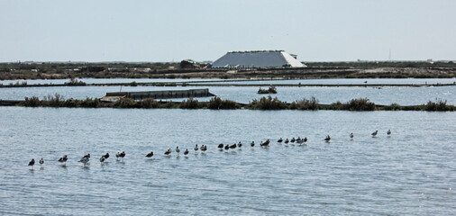 Wall Mural - ria formosa