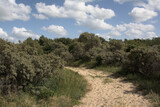 Fototapeta Na ścianę - Sunny hiking trail through the dunes with trees and shrubs of `De Westhoek` nature reserve on a suny summer day , De Panne, Belgium