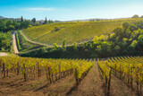 Fototapeta  - Montalcino vineyards in autumn. Tuscany region, Italy