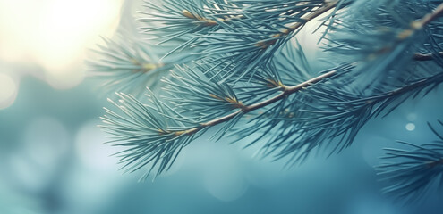 Fir tree brunch close up. Fluffy bokeh fir tree brunch close up. Christmas wallpaper concept. Copy space.