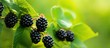 A bunch of ripe blackberries growing on a bush against a blurred green backdrop