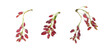Twigs with red barberry berries isolated on transparent background.
