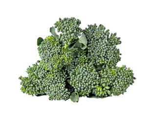 Sticker - Broccoli transparent png