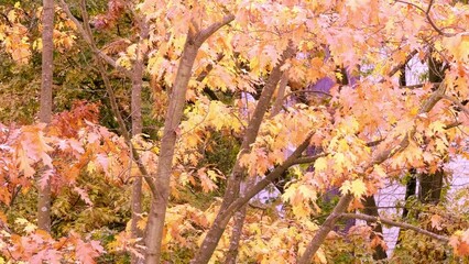 Wall Mural - magical autumn landscape unfolds with yellow and orange leaves of swamp oak swaying in wind, detaching from branches and gracefully descending, seasonal transitions