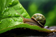 A pet snail on a leaf, focus on the trail and texture, macro lens