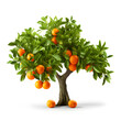 Tangerine or kumquat trees isolated on transparent or white background, png