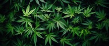 Green Marijuana Leaves Background