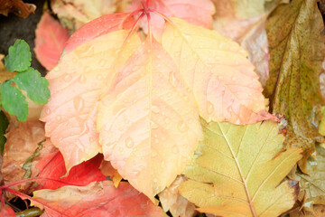 Poster - Colorful autumn plants on natur background