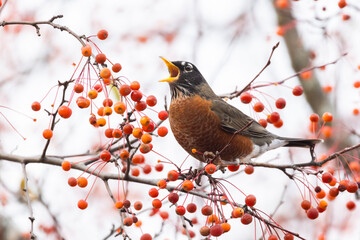 Canvas Print - American Robin feeding with berries 