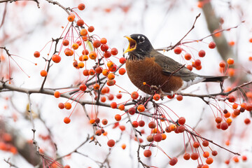 Canvas Print - American Robin feeding with berries 