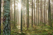 Wysoki sosnowy las. Jest jesienny, słoneczny poranek, Między drzewami unosi się mgła oświetlana promieniami wschodzącego słońca..
