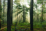 Fototapeta Las - Wysoki sosnowy las. Jest jesienny, słoneczny poranek, Między drzewami unosi się mgła oświetlana promieniami wschodzącego słońca..