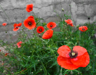 Canvas Print - Red poppy flowers (Papaver rhoeas, flanders poppy) 