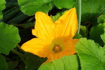 Wall Mural - Zucchini plant. Zucchini flower. Green vegetable marrow growing on bush. Yellow flowering pumpkin plant on a sunny day in springtime. 