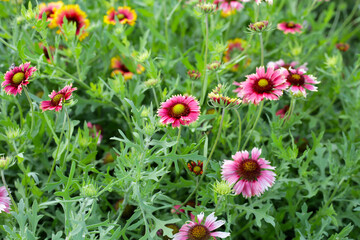 Firewheel, Indian blanket, Blanket flower