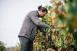 © ADDICTIVE STOCK - Man harvesting grapes with tool in farm