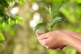 Fototapeta Sawanna - Woman hands hold green plants for earth day