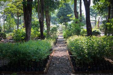 Green open spaces filled with trees and ornamental plants