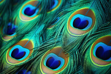 Peacock Feather Background