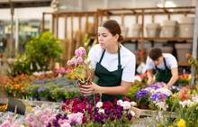 Young Woman Sales Assistant In Flower Shop Gets Acquainted With Assortment And Carefully Examines Levkoy Plant