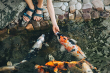 Feeding The Hungry Funny Decorative Koi Carps In The Pond. Children's Hand Hold Fish Food. Animal Care Concept.