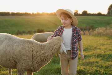 Poster - Boy stroking sheep on pasture. Farm animals