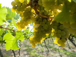 Harvesting grapes in vineyards