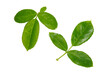 © pornchai - rose leaves PNG transparent
